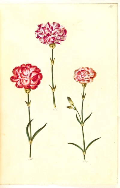 Dianthus caryophyllus (bahçe karanfil) by Hans Simon Holtzbecker
