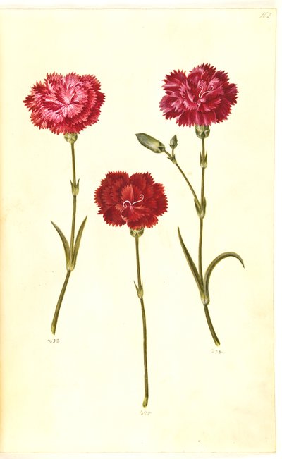 Dianthus caryophyllus (bahçe karanfil) by Hans Simon Holtzbecker