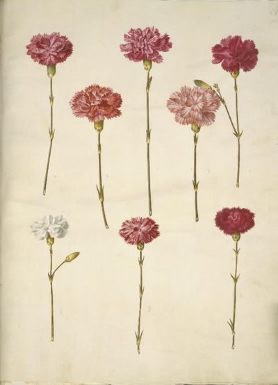 Dianthus caryophyllus (bahçe karanfil) by Hans Simon Holtzbecker