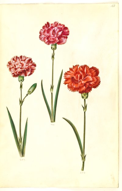 Dianthus caryophyllus (bahçe karanfil) by Hans Simon Holtzbecker