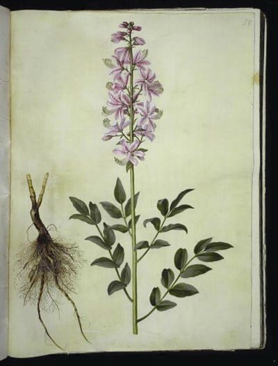 Diktamnus beyaz (hvid diktam) by Hans Simon Holtzbecker