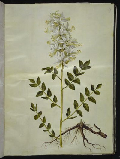 Diktamnus beyaz (hvid diktam) by Hans Simon Holtzbecker