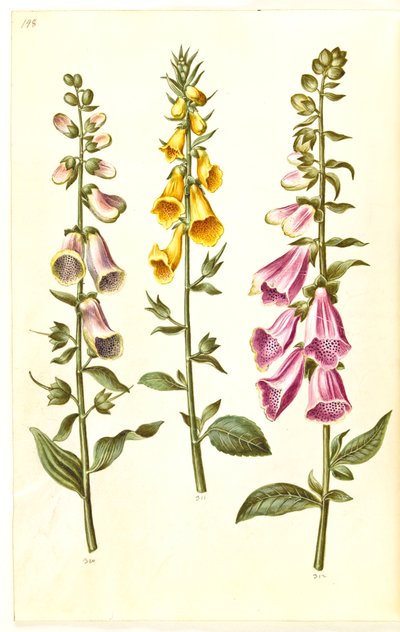 Digitalis purpurea (ortak yüksük); Digitalis grandiflora (büyük çiçekli yüksük) by Hans Simon Holtzbecker