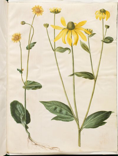 Doronicum pardalianches (kalp yaprağı gemserod); Rudbeckia laciniata (uçan güneş şapkası) by Hans Simon Holtzbecker