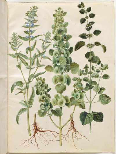 Dracocephalum moldavica (Moldavya ejderinin başı); Moluccella spinosa (dikenli huni kabı); Melissa officinalis (limon balsamı) by Hans Simon Holtzbecker