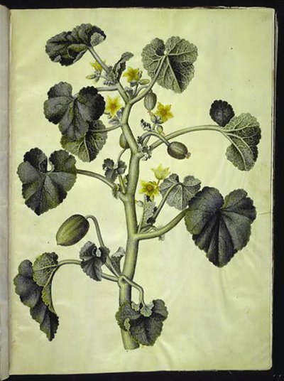 Ecballium elaterium (æselagurk) by Hans Simon Holtzbecker