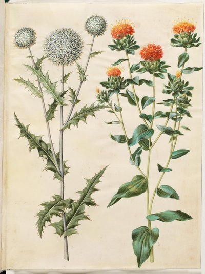 Echinops sphaerocephalus (almindelig tidselkugle); Hibridizasyon (gul saflortidsel) by Hans Simon Holtzbecker
