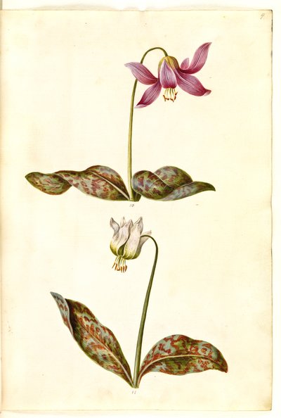 Erythronium dens-canis (gerçek köpek dişi) by Hans Simon Holtzbecker
