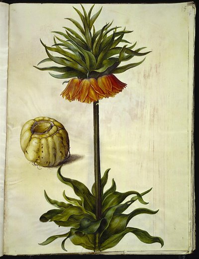 Fritillaria Imperialis (imparatorluk tacı) by Hans Simon Holtzbecker