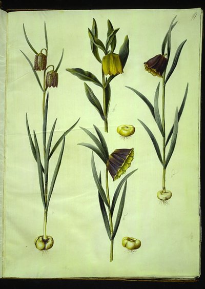 Fritillaria meleagris (ortak vibe yumurtası); Fritillaria aurea veya Fritillaria tubiformis & moggridgei (vibeæg); Fritillaria montana by Hans Simon Holtzbecker