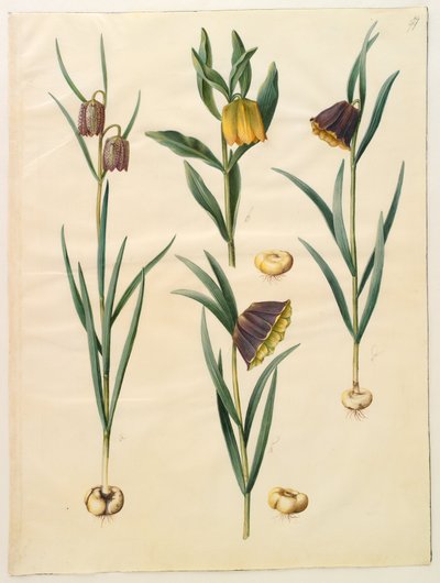 Fritillaria meleagris; Fritullaria lutea eller Fritullaria latifolia var lutea; Fritillaria pyrenaica by Hans Simon Holtzbecker