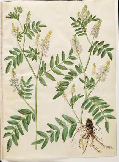 Galega officinalis (doktor kapsülü) by Hans Simon Holtzbecker