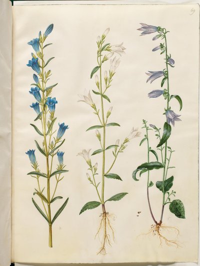 Cinsinin bir pinnuma olarak (cloke-enyans); Campenula patla (Ingacloque); Campanula rufunculoides (MCDig cloacae) by Hans Simon Holtzbecker