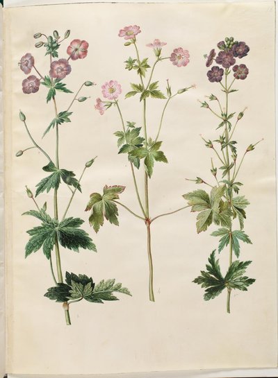 Sardunya phaeum (dalgalı leylek gagası); Sardunya versicolor (net leylek gagası) by Hans Simon Holtzbecker