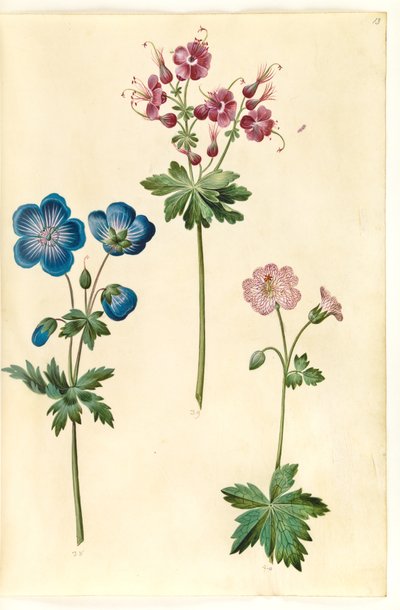 Sardunya pratense (çayır leylek gagası); Sardunya phaeum (dalgalı leylek gagası); Sardunya versicolor (net leylek gagası) by Hans Simon Holtzbecker