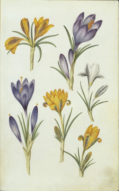 Almanca: Krokusse by Hans Simon Holtzbecker