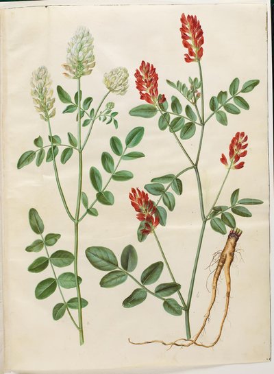 Hedysarum coronarium (kırmızı horoz yonca) by Hans Simon Holtzbecker