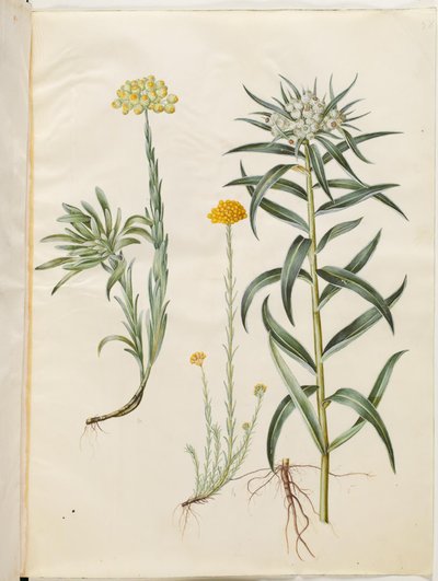 Helichrysum orientale (çalı çok yıllık çiçek); Helichrysum Stoechas (kokuşmuş sonsuz çiçek); Anaphalis margaritacea (ortak inci sepet) by Hans Simon Holtzbecker