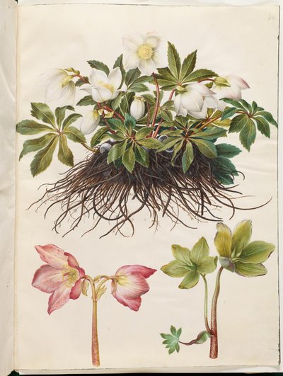 Helleborus niger (ortak Noel gülü) by Hans Simon Holtzbecker