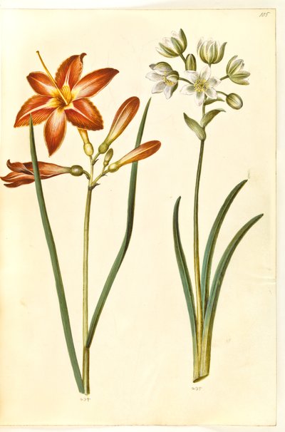 Hemerocallis fulva (brun daglilje); Ornithogalum Arabicum (mælkestjerne) by Hans Simon Holtzbecker