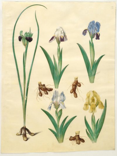 Hermodactylus tuberosus (hermes parmağı); İris pumila (düşük iris) veya İris lutescens (cüce iris) by Hans Simon Holtzbecker