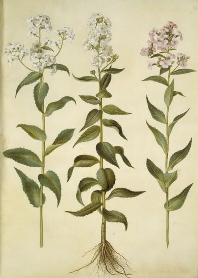 Hesperis matronalis (ortak akşam yıldızı) by Hans Simon Holtzbecker