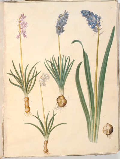 Hyacinthoides non-scripta (ortak çan); Hyacinthoides hispanica (İspanyol çanı) by Hans Simon Holtzbecker