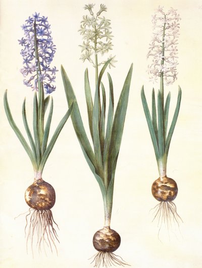 Hyacinthoides orientalis simp et pl by Hans Simon Holtzbecker