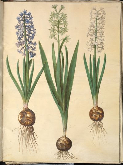Hyacinthus orientalis (almindelig sümbül) by Hans Simon Holtzbecker