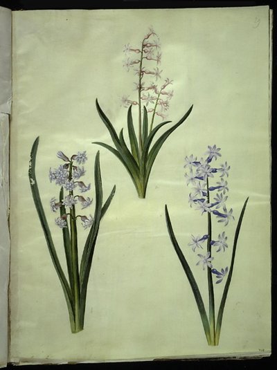 Hyacinthus orientalis (almindelig sümbül) by Hans Simon Holtzbecker