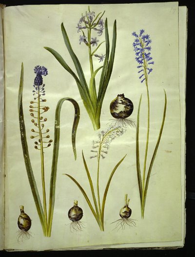 Hyacinthus orientalis (almindelig sümbül) Muscari Aloe vera (duskhyacint); Brimeura ametisti (sümbül pirenæisk) by Hans Simon Holtzbecker