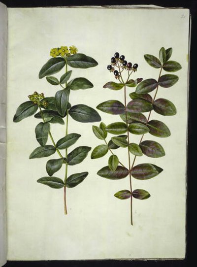 Hypericum androsaemum (St. John