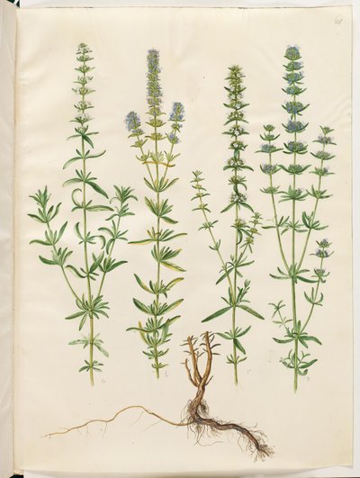 Hyssopus officinalis (gerçek çördük) by Hans Simon Holtzbecker