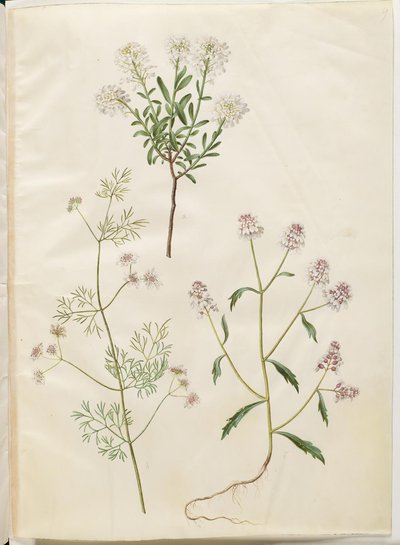 Iberis sempervirens (snepude); Coriandrum sativum (ortak kişniş); Iberis amara (acı yay çiçeği) by Hans Simon Holtzbecker