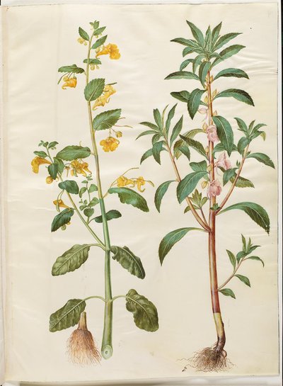 Impatiens noli-tangere (bahar-balsamin); Impatiens balsamina (var-balsamin) by Hans Simon Holtzbecker