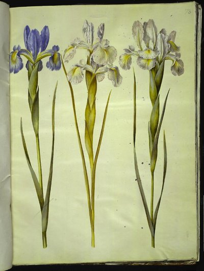İris latifolia (İngilizce iris) by Hans Simon Holtzbecker