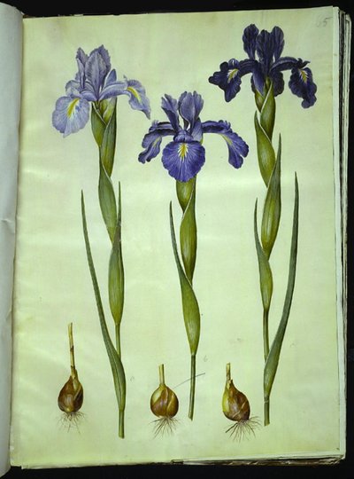 İris latifolia (İngilizce iris) by Hans Simon Holtzbecker