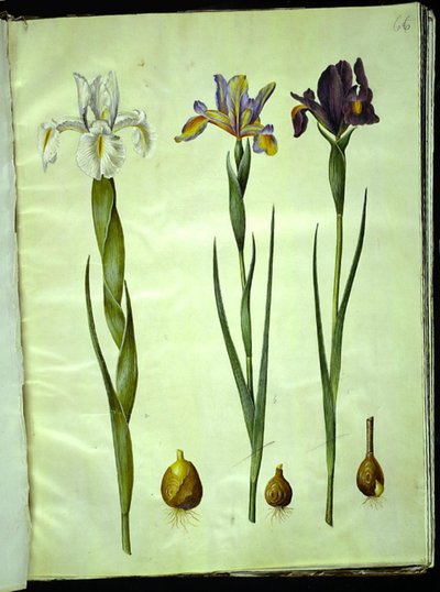İris latifolia (İngiliz irisi); İris xiphium (İspanyol irisi) by Hans Simon Holtzbecker