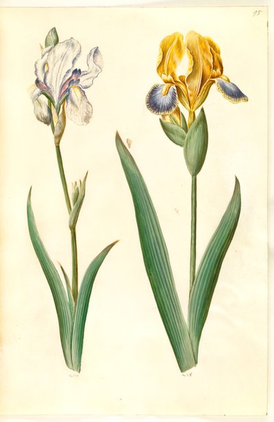 İris pallida (bleg iris); İris variegata (broget iris) by Hans Simon Holtzbecker
