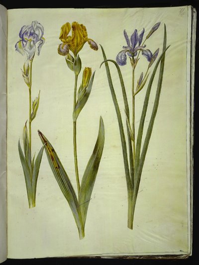 İris pallida (soluk iris); İris variegata (alacalı iris); İris sibirica (Sibirya irisi) by Hans Simon Holtzbecker