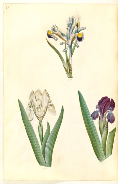 İris persica (Farsça iris); İris lutescens veya İris pumila (?) (Cüce iris veya düşük iris) by Hans Simon Holtzbecker