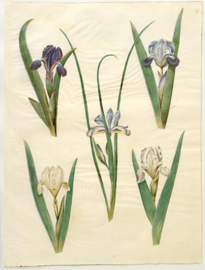 İris pumila (düşük iris) veya İris lutescens (cüce iris); İris graminea (çim yaprağı irisi) by Hans Simon Holtzbecker