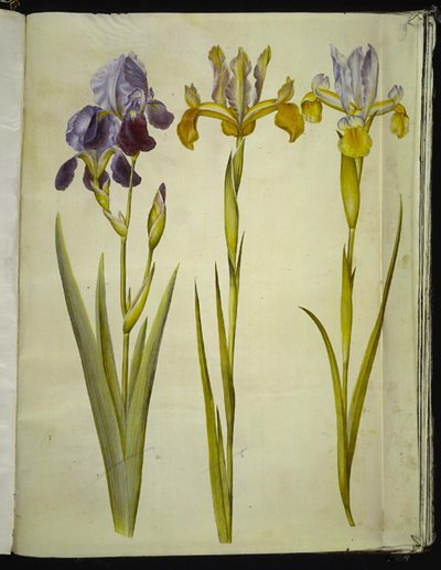 İris × sambucina (raf-iris); İris latifolia (İngilizce iris) by Hans Simon Holtzbecker