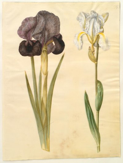 İris susiana (sörge-iris); İris ×florentina (violrod) by Hans Simon Holtzbecker