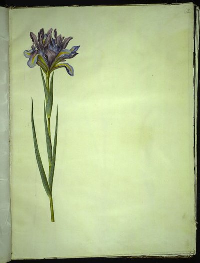 İris xiphium (açık iris) by Hans Simon Holtzbecker