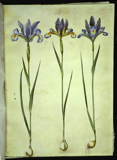 İris xiphium (açık iris) by Hans Simon Holtzbecker