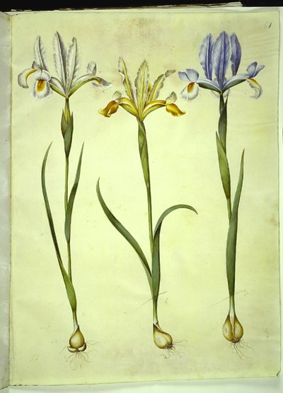 İris xiphium (İspanyol irisi) veya İris latifolia (İngiliz irisi); İris xiphium (İspanyol irisi) by Hans Simon Holtzbecker