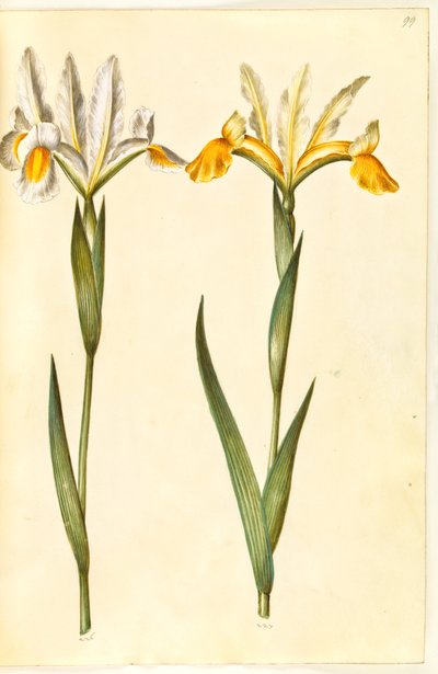 Iris xiphium, muhtemelen Iris latifolia (?) (İspanyol iris veya İngilizce iris) by Hans Simon Holtzbecker