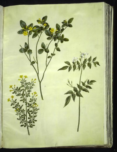Yasemin (stue-jasmin); Jasminum fruticans (busk-jasmin); Jasminum grandiflorum (duft-jasmin) by Hans Simon Holtzbecker
