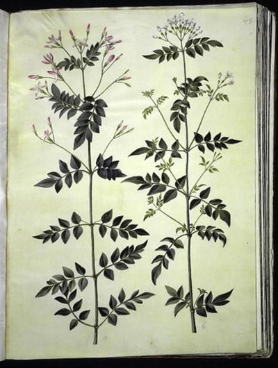 Jasminum officinale (doktor-yasemin) by Hans Simon Holtzbecker